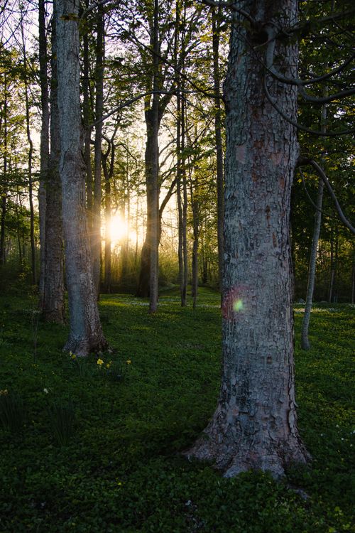 Golden Hour Among the Trees