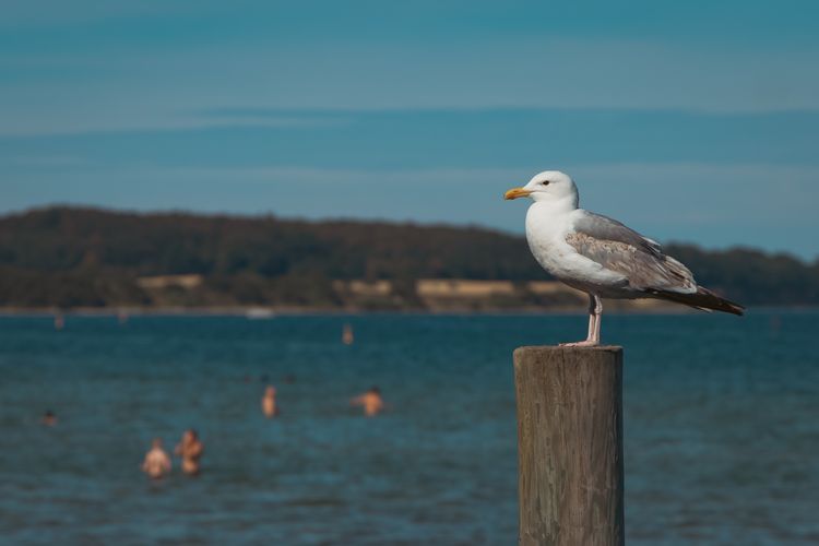Guardian of the Shore