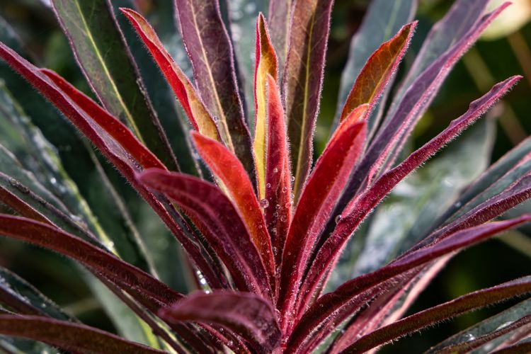 A Flame Made of Leaves