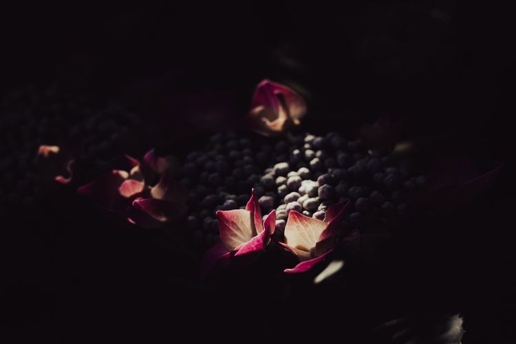 A Quiet Flame in Bloom