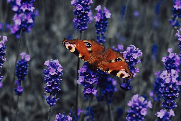 Copper Wings in Violet