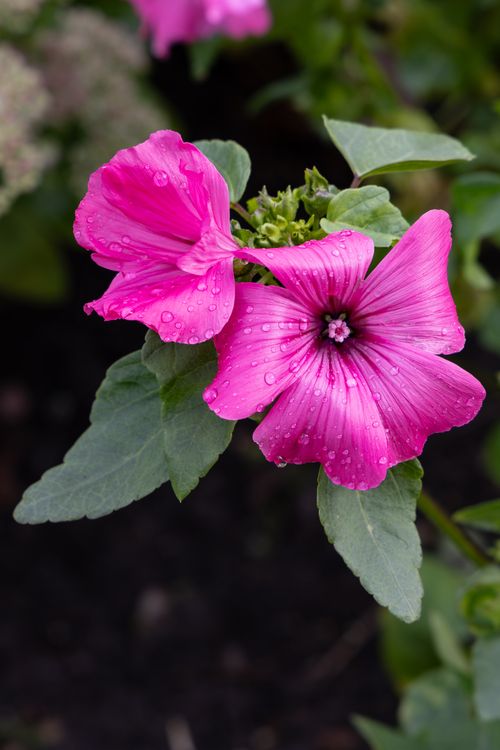 A Wet Shade of Pink