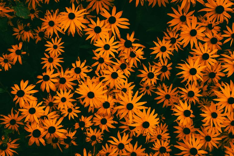 The Garden’s Golden Crowd