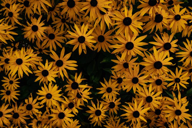 A Pocket of Darkness in Bloom