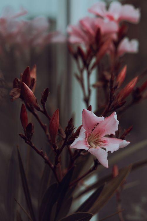 Softly Unfolding