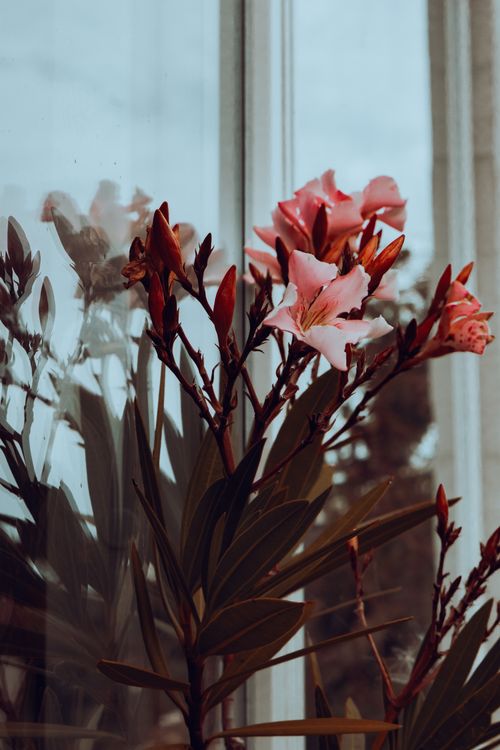 Reflections of Summer