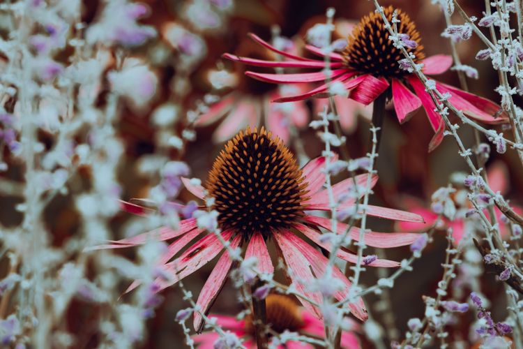 A Pink Sun Wrapped in White Stems