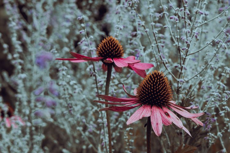 A Unique Flower and Its Echo