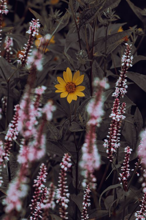 The Flower That Drew the Eye