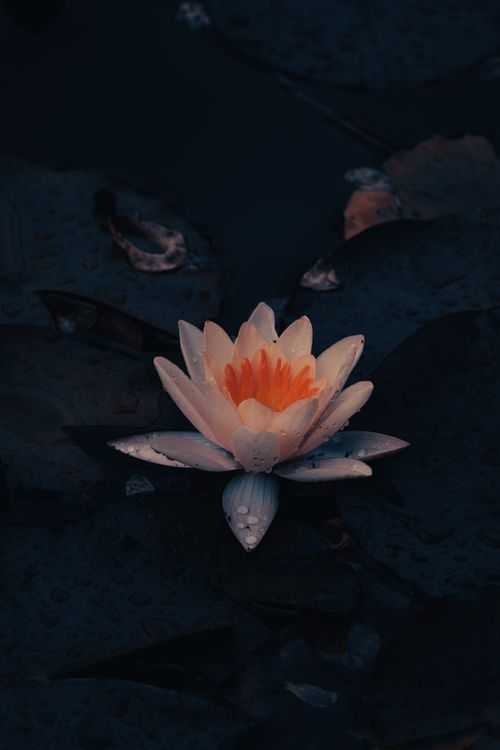 A Gentle Flame on Still Water