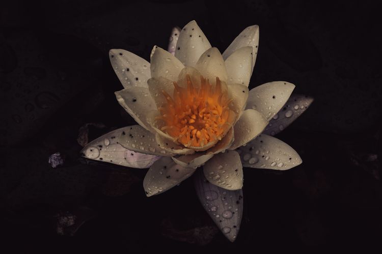 A Lily Dressed in Rain