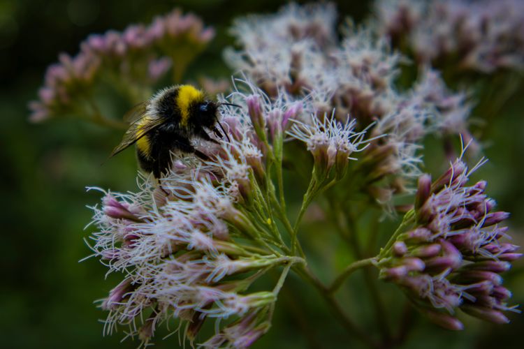 The Garden’s Golden Worker