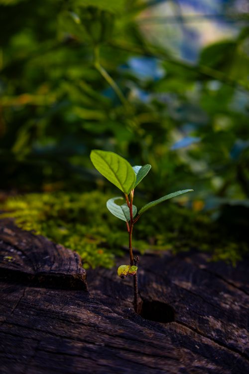 What Remains Can Still Bloom