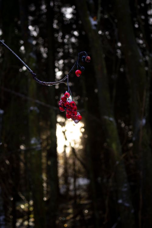 The Last Red of Winter